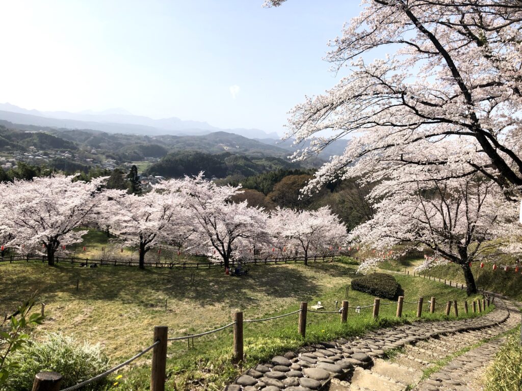 桜満開